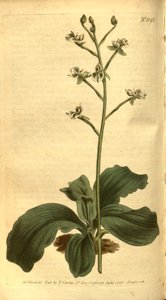 Illustration de Ponthieva racemosa - Sydenham Teast Edwards